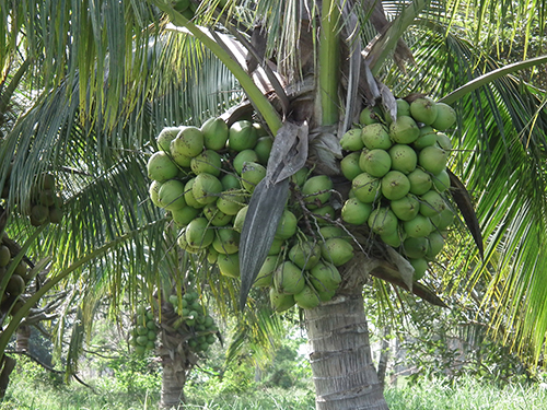 Huerta madre VeraCoco, palma híbrida en Veracruz