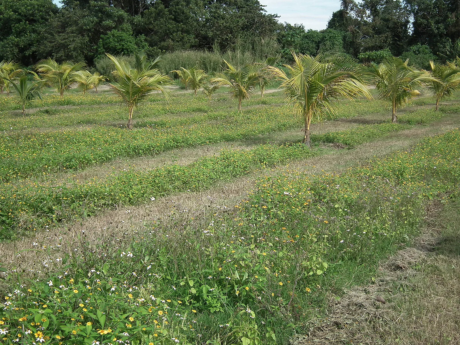 En épocas de floración dejamos las calles intactas para que nuestras abejas tengan suficiente néctar y polen para su desarrollo.