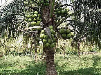 Excelente ejemplar joven de palma alta del Pacífico