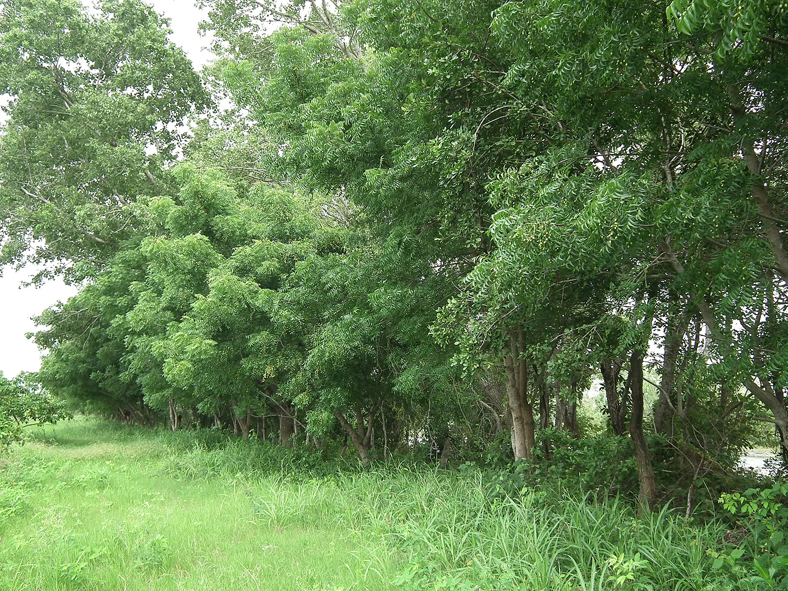 Nuestra barrera rompevientos natural y con árboles sembrados en nuestro lindero con el Río Misantla.