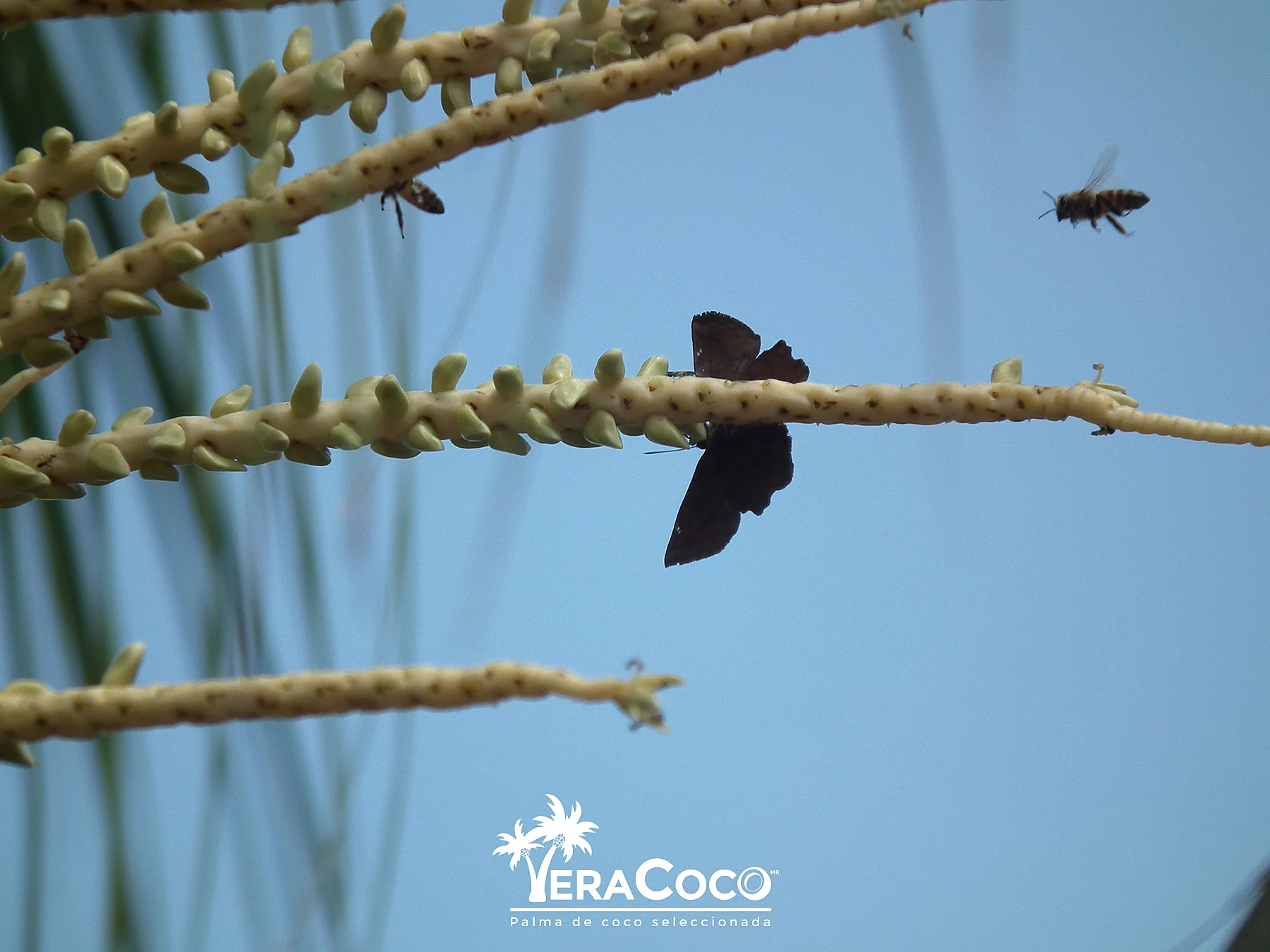 Mariposa y abejas en actividad.