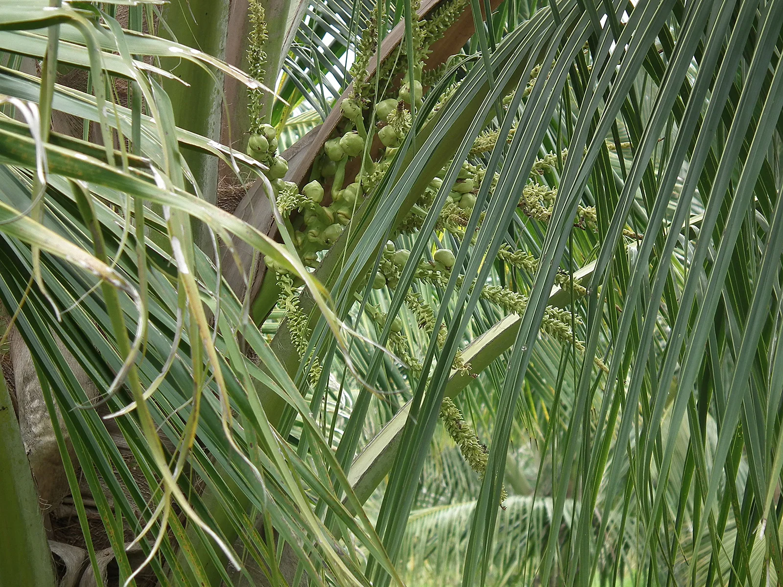 Flores femeninas y masculinas.