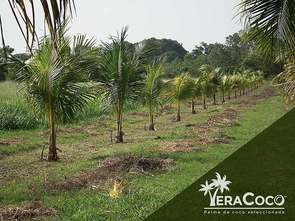 Hilera de palmas Enanas Amarillas Malayas intercaladas cada 4 con una palma Alta del Pacífico que, al alcanzar su madurez, serán las progenitoras y progenitores de nuestras palmas híbridas.