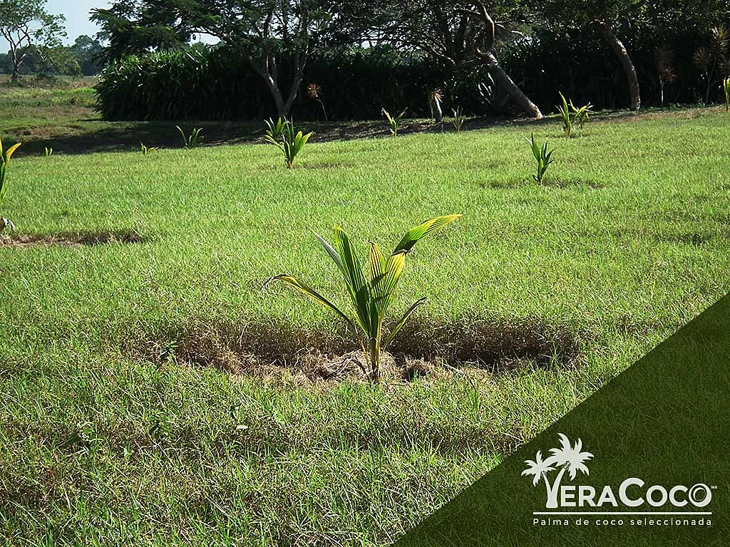 Palma de coco y pasto pangola para empacar, una buena opción