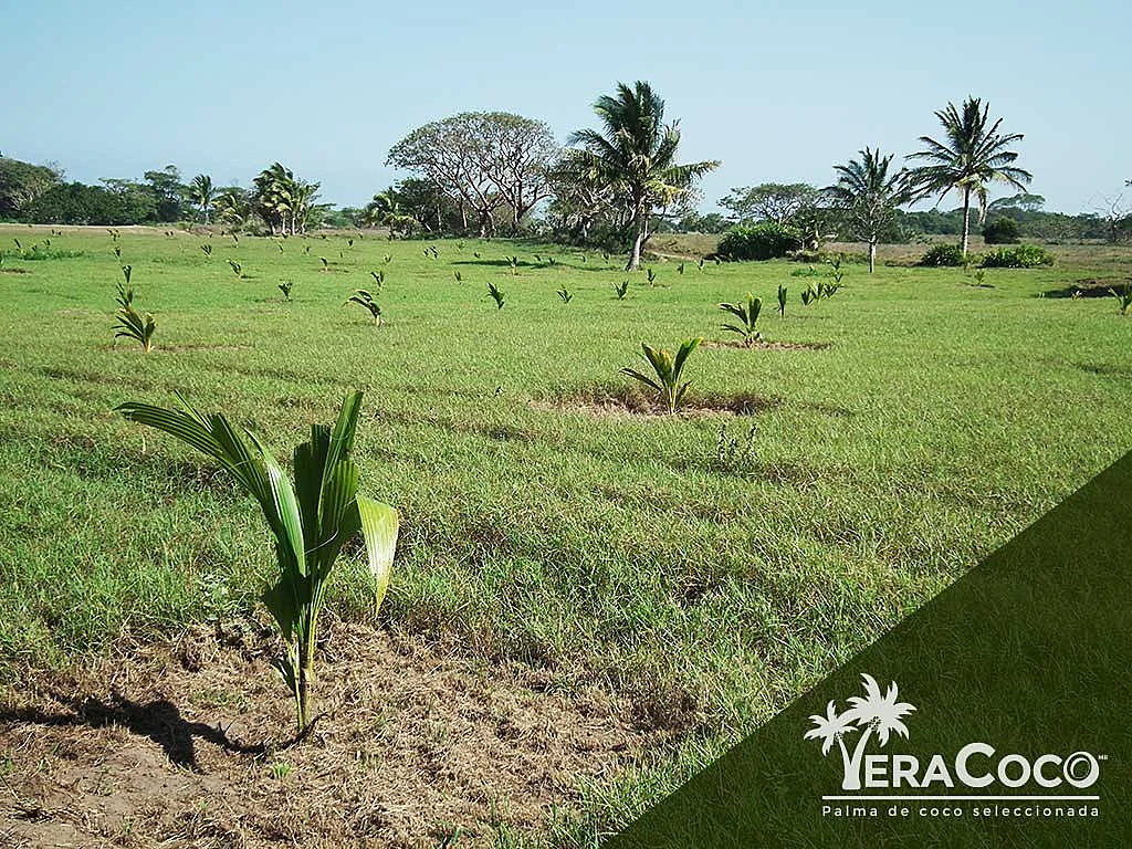Palma de coco y pasto pangola para empacar, una buena opción