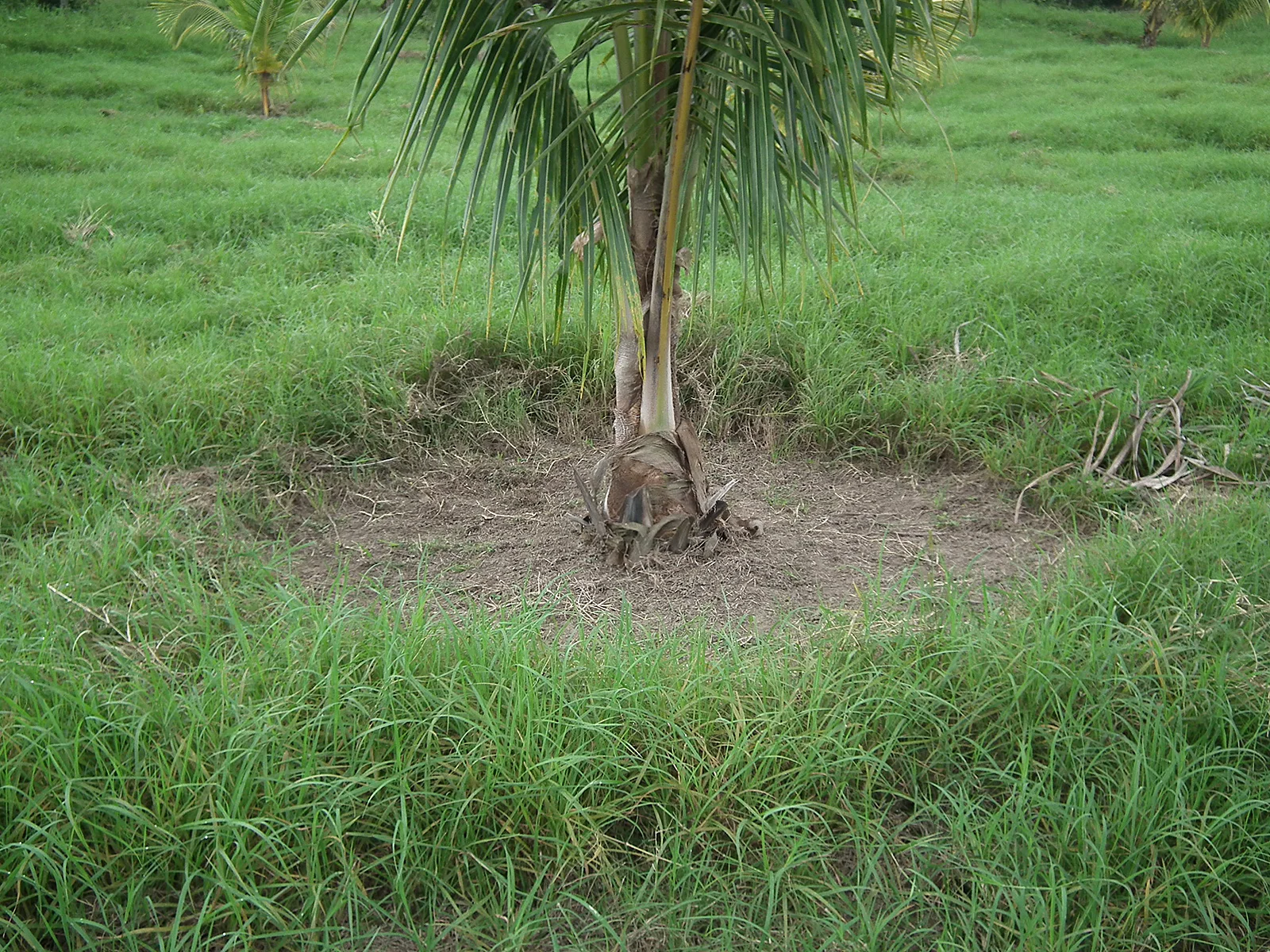 La palma se debe mantener limpia de maleza en todo momento.