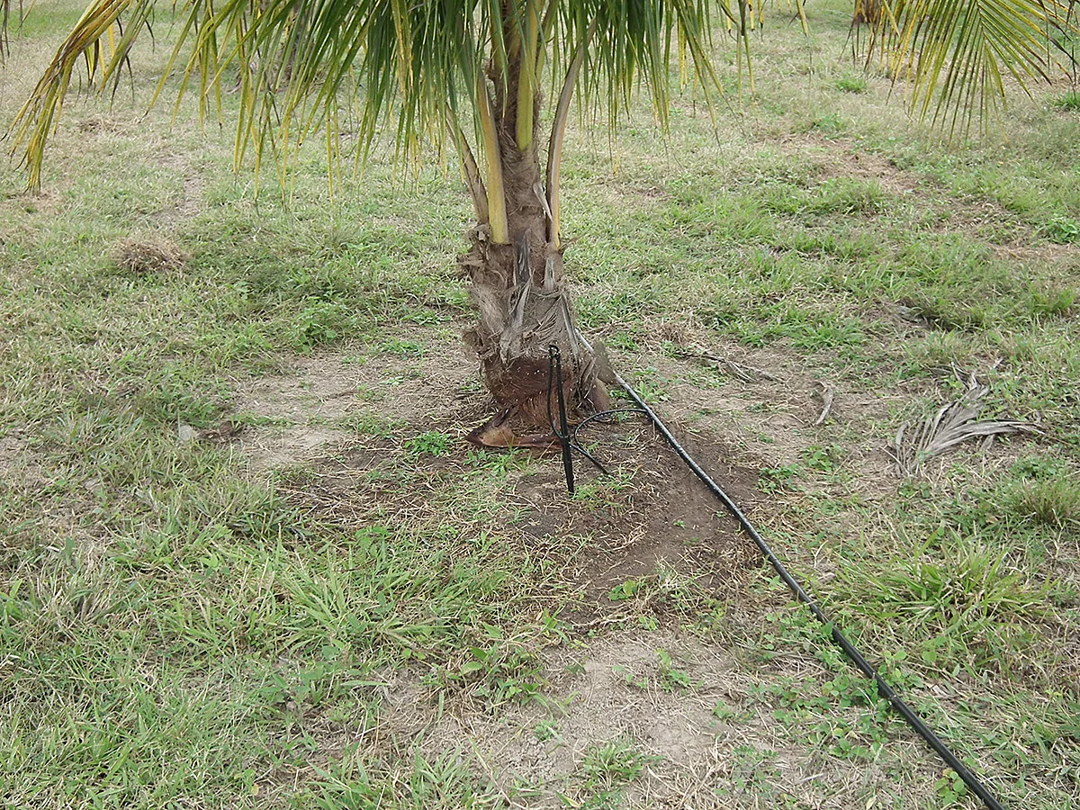 El riego debe abarcar toda la sombra de la palma ya que tiene raíces horizontales.