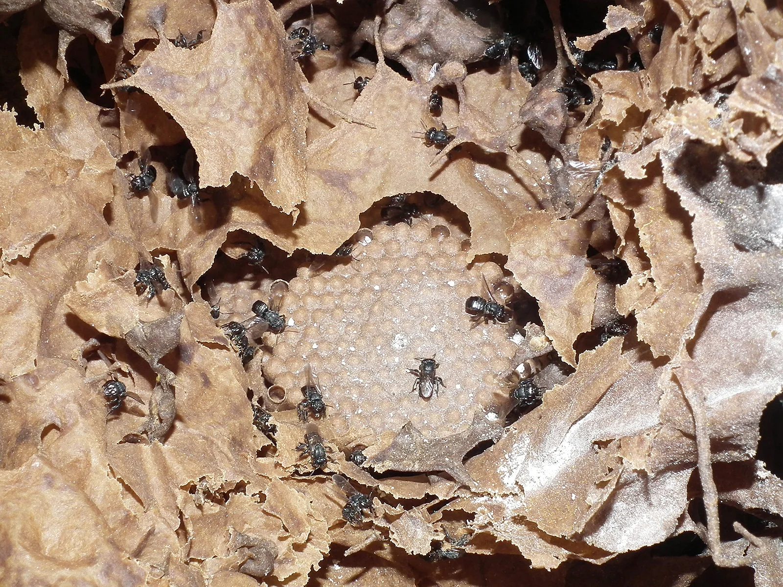 Nuestras encargadas de polinización, abejas meliponas sin aguijón, Scaptotrigona mexicana.