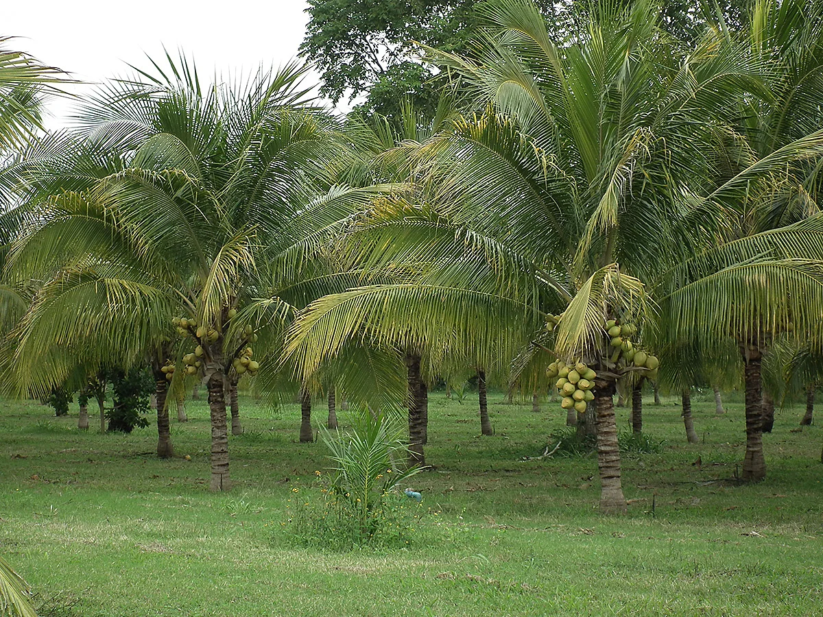 Ejemplares de enanas amarillas malayas, nuestras progenitoras femeninas.