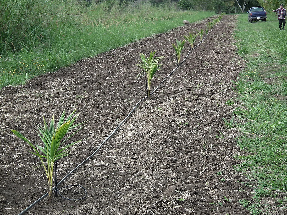 Seguimos creciendo en nuestra huerta madre. Siembra de nuevos progenitores.