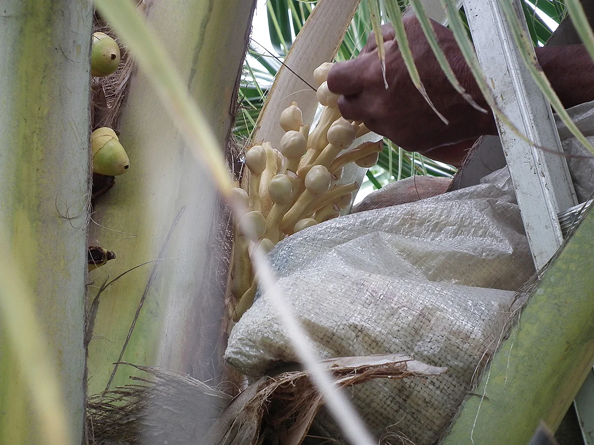 Proceso de emasculación.