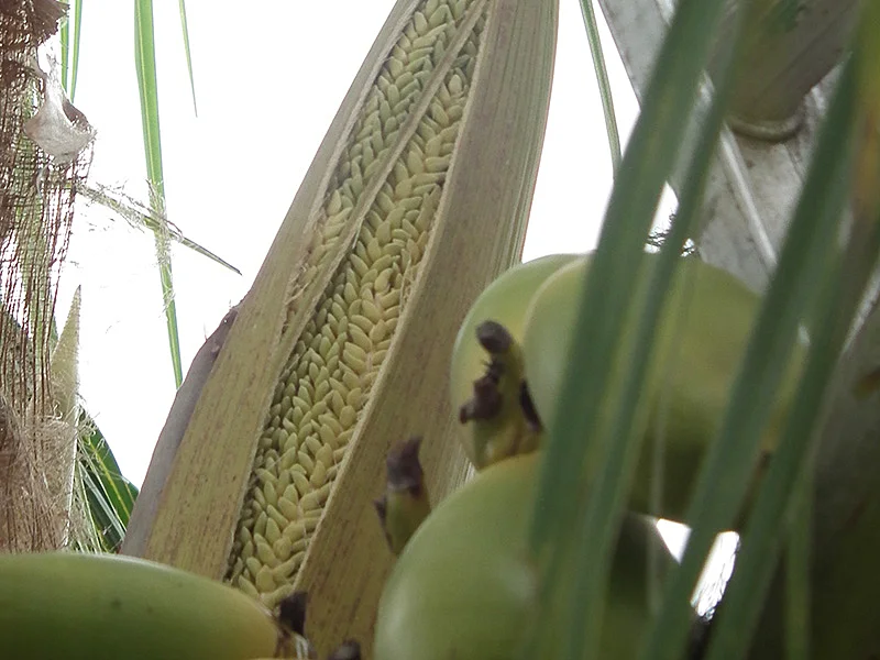 Espata abierta. Se aprecian las flores masculinas.