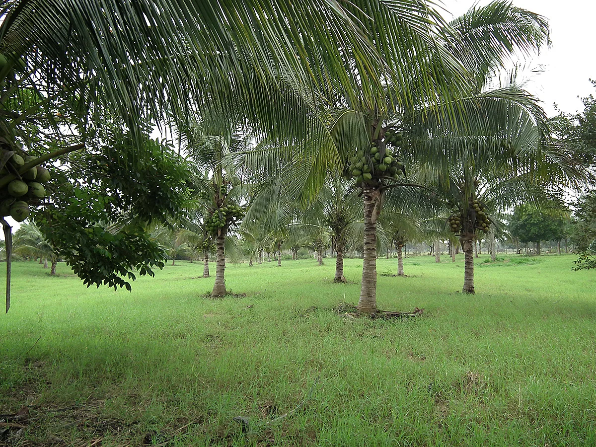 Cocal de palmas híbridas.