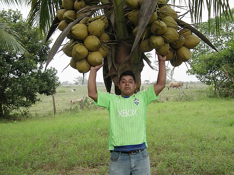 Palma híbrida dorada.