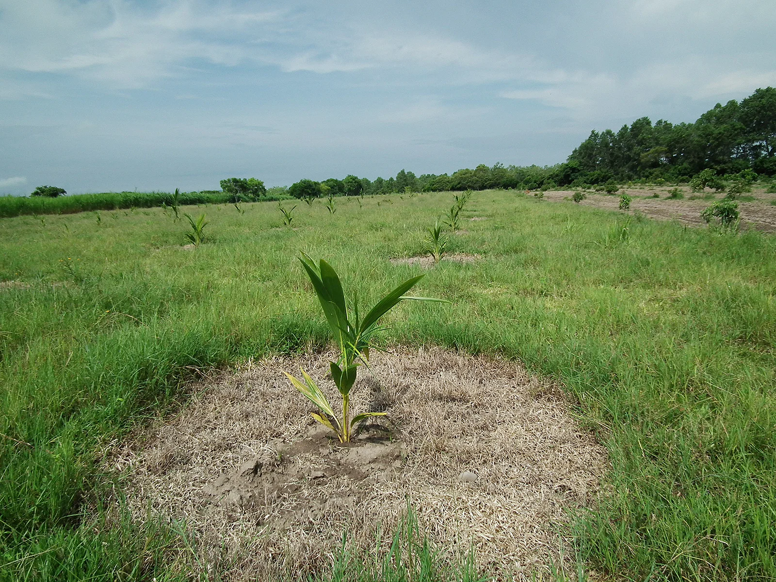 Así empezamos en 2011. Huerta madre de coco híbrido