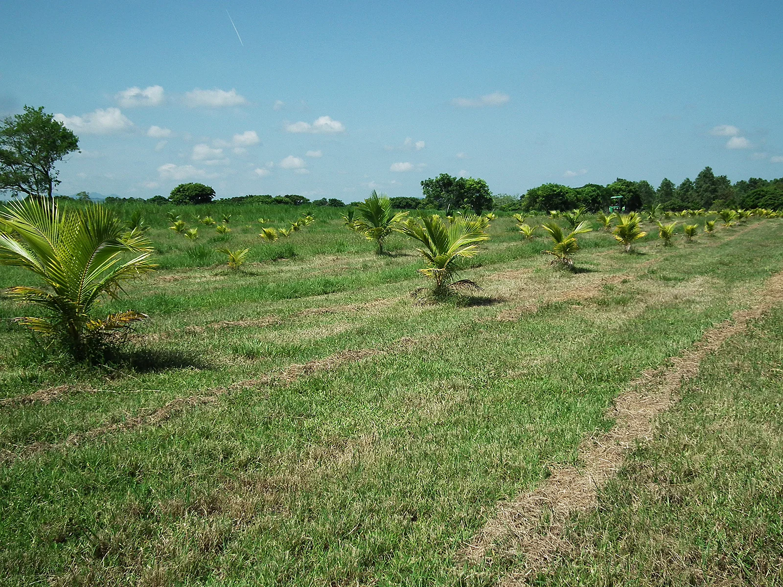Nuestra huerta en 2012.