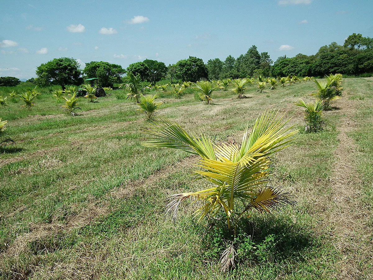Nuestra huerta en 2012.
