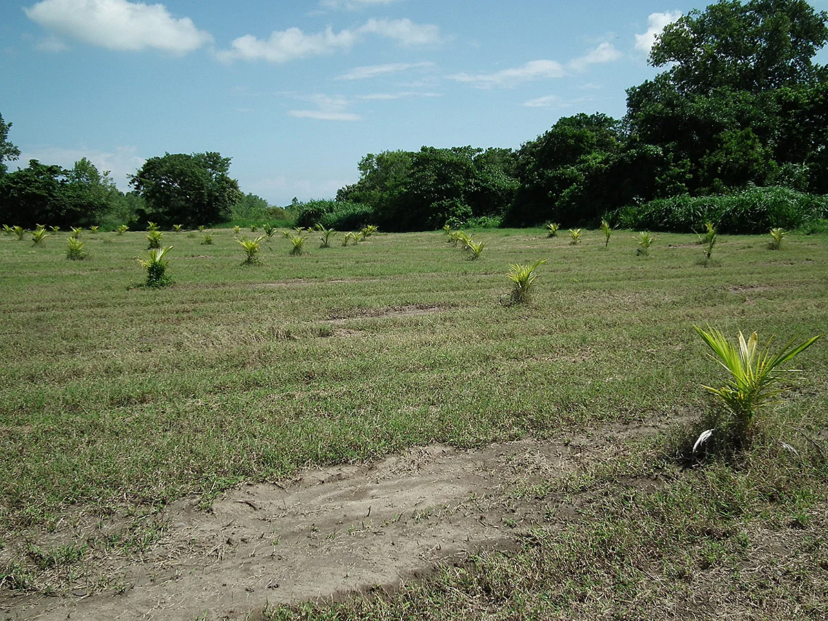 Nuestra huerta en 2012.