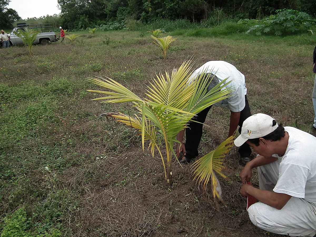 Nuestra huerta en 2013.