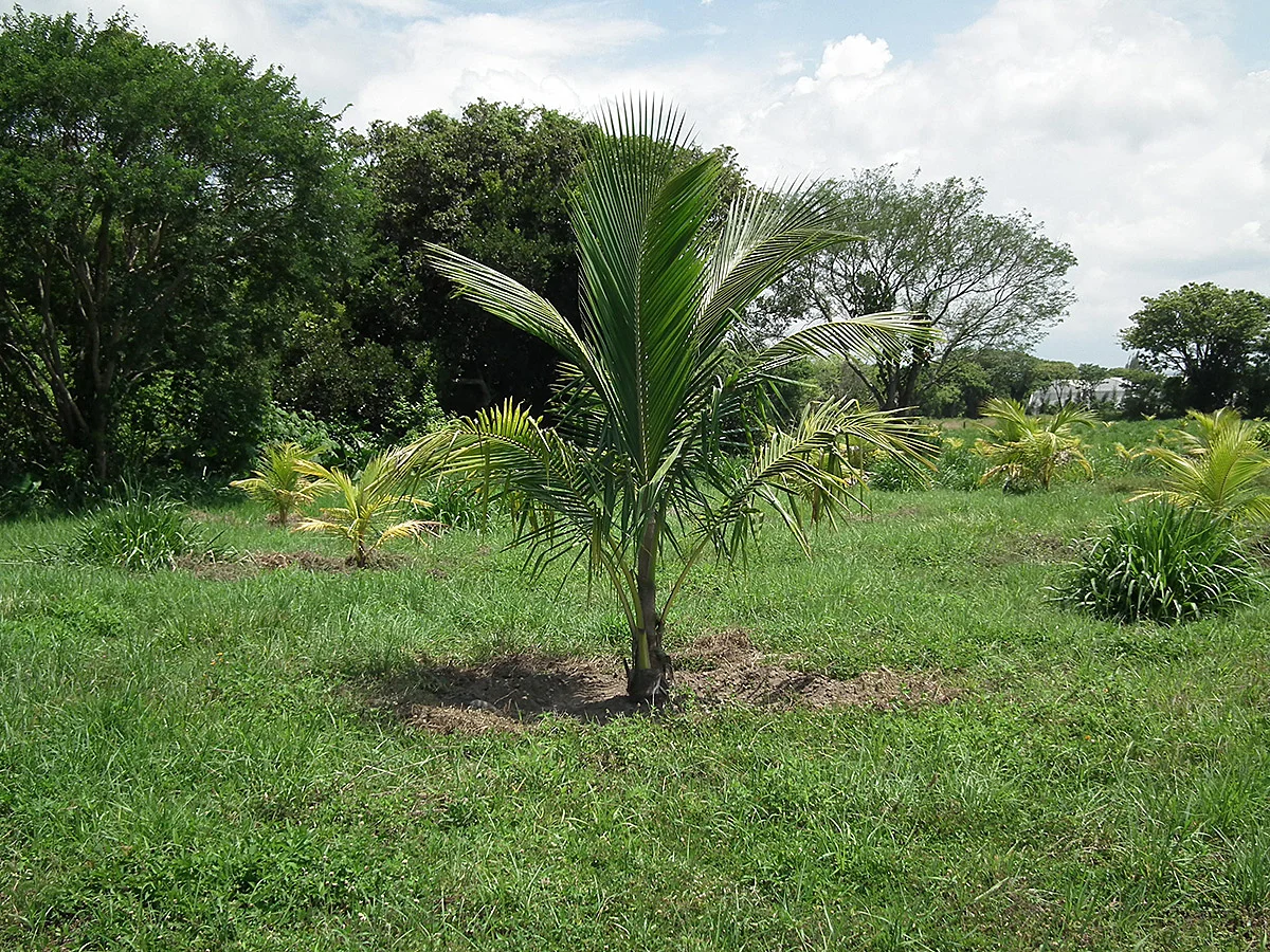 Nuestra huerta en 2013.