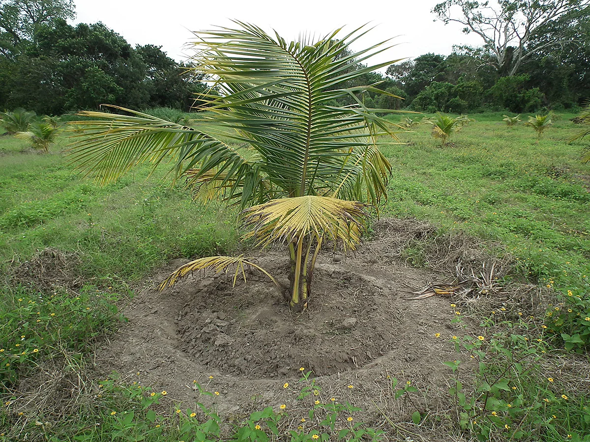 Nuestra huerta en 2014.