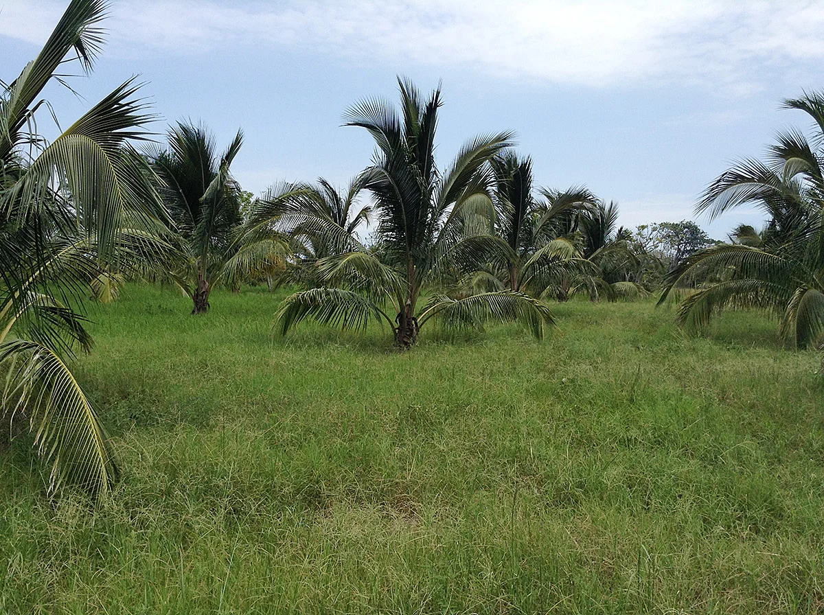 Nuestra huerta en 2014.