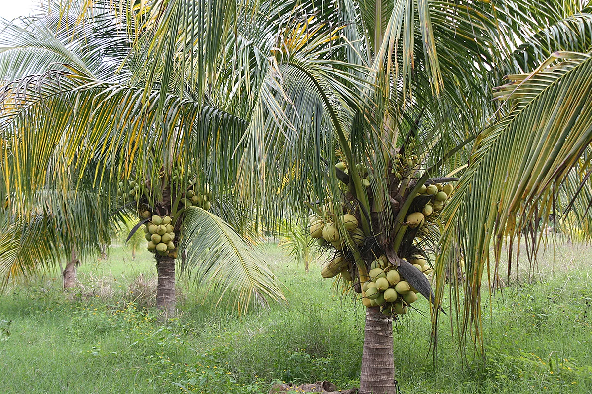 Nuestra huerta en 2015.
