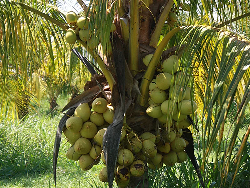 Nuestra huerta en 2016.