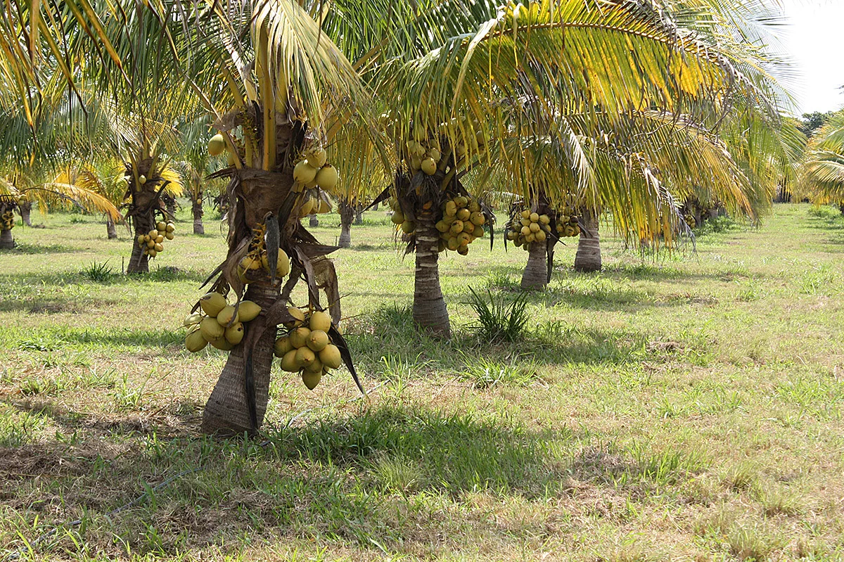 Nuestra huerta en 2016.