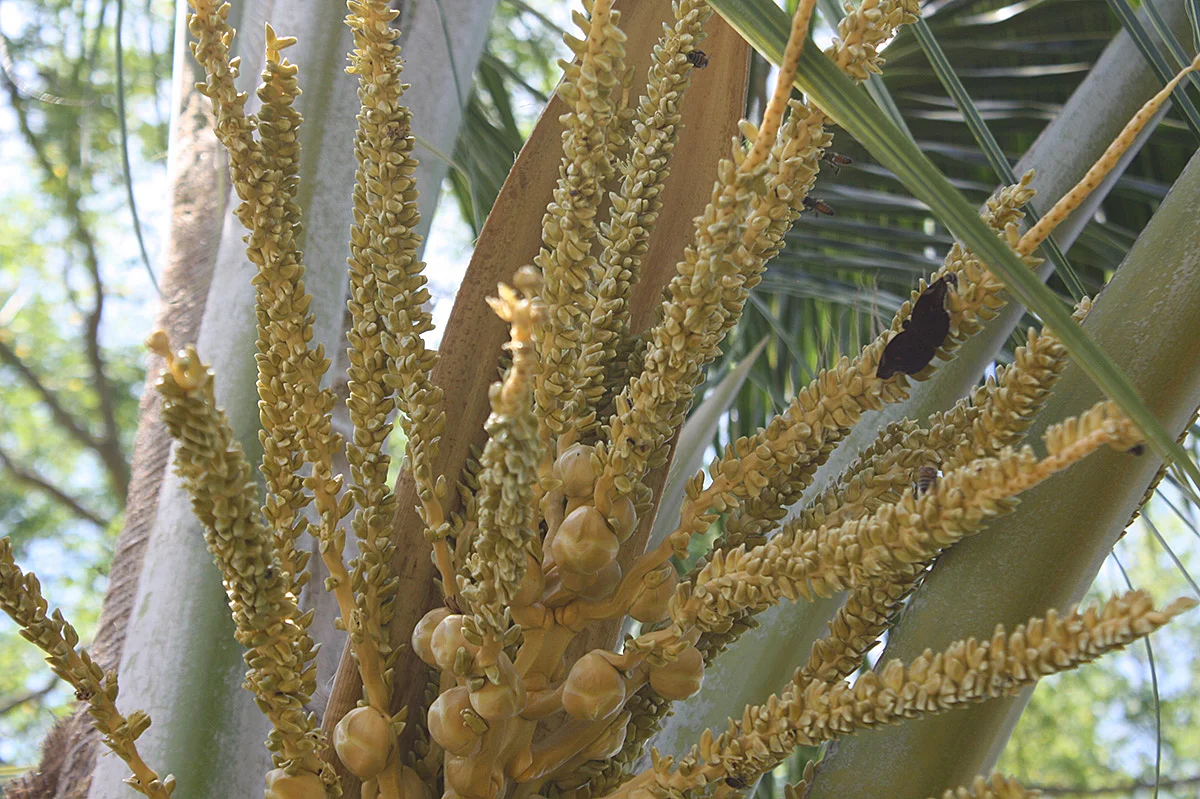 Espata abierta mostrando flores femeninas y masculinas. Una mariposa polinizando.