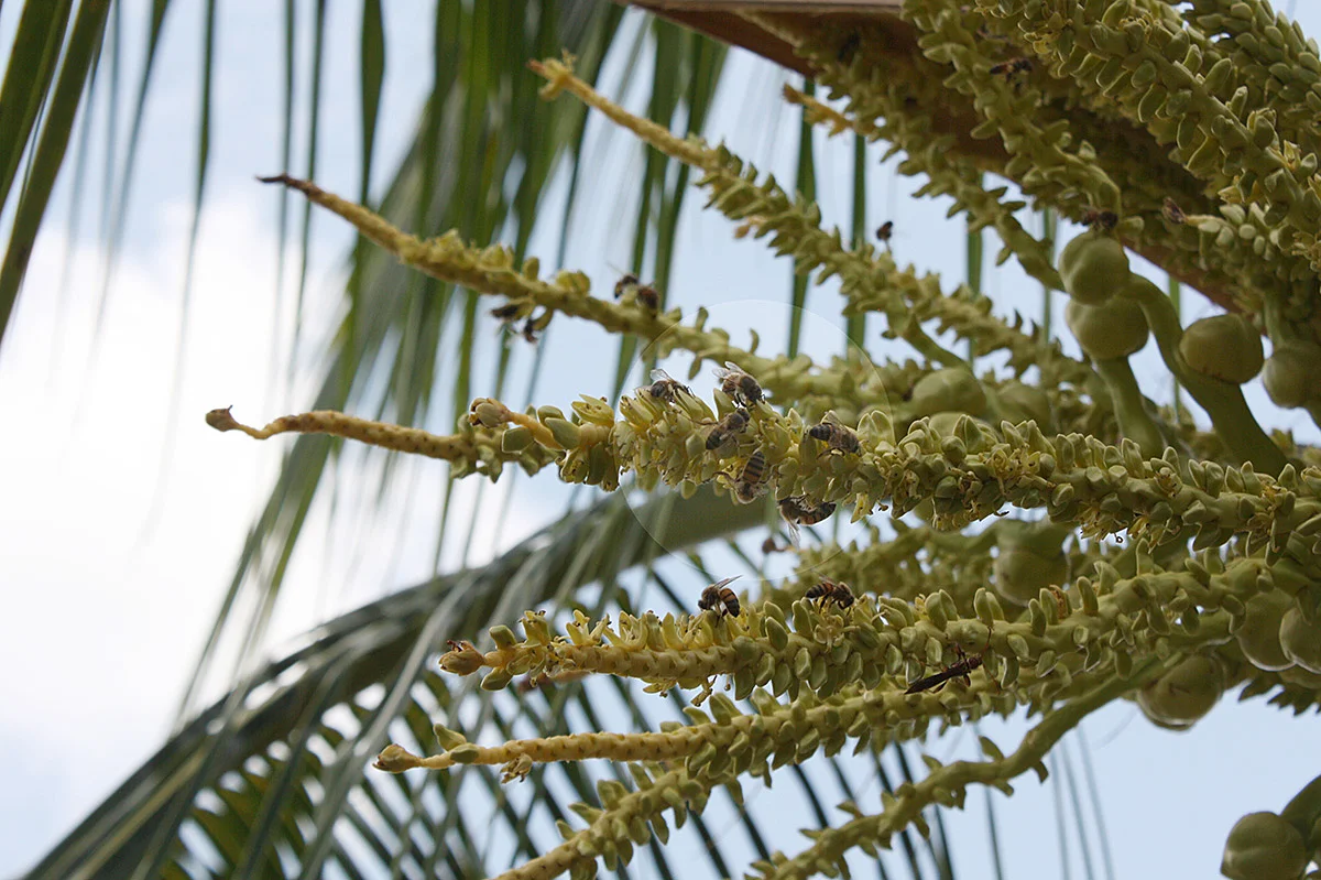 Nuestras Apis mellifera en plena actividad.