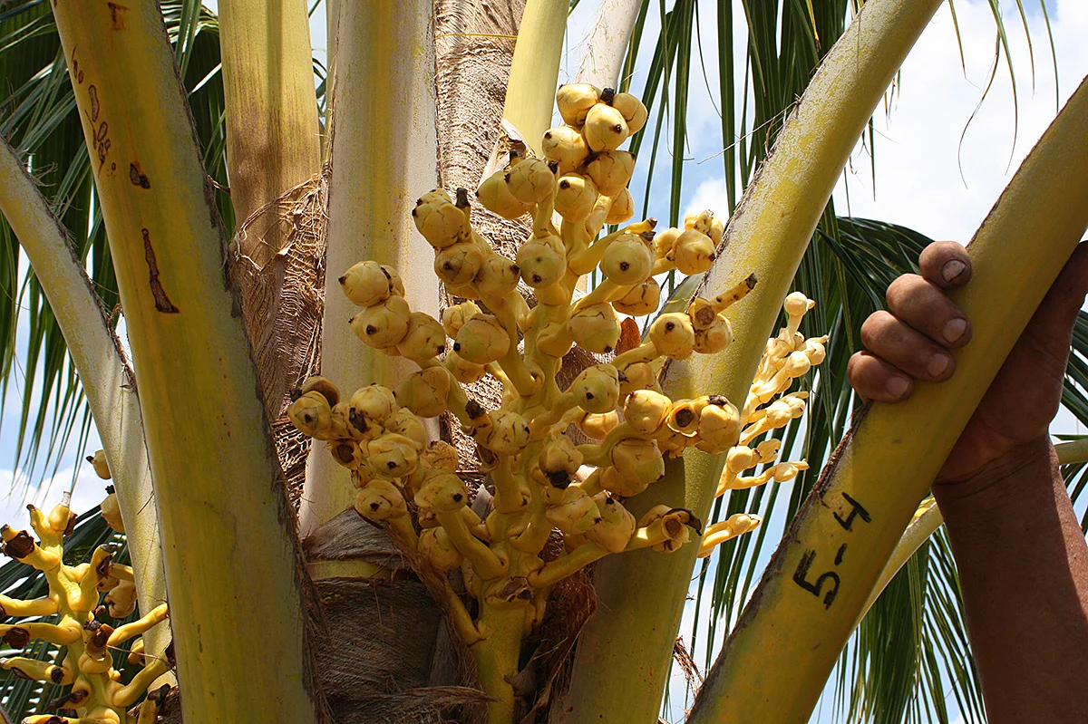 Espata emasculada mostrando unicamente flores femeninas.