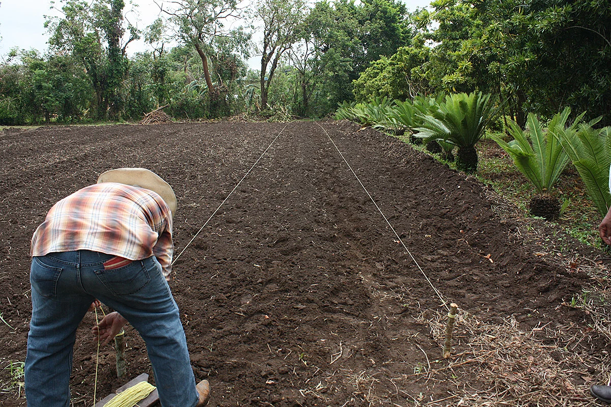 Trazo de camas germinadoras.