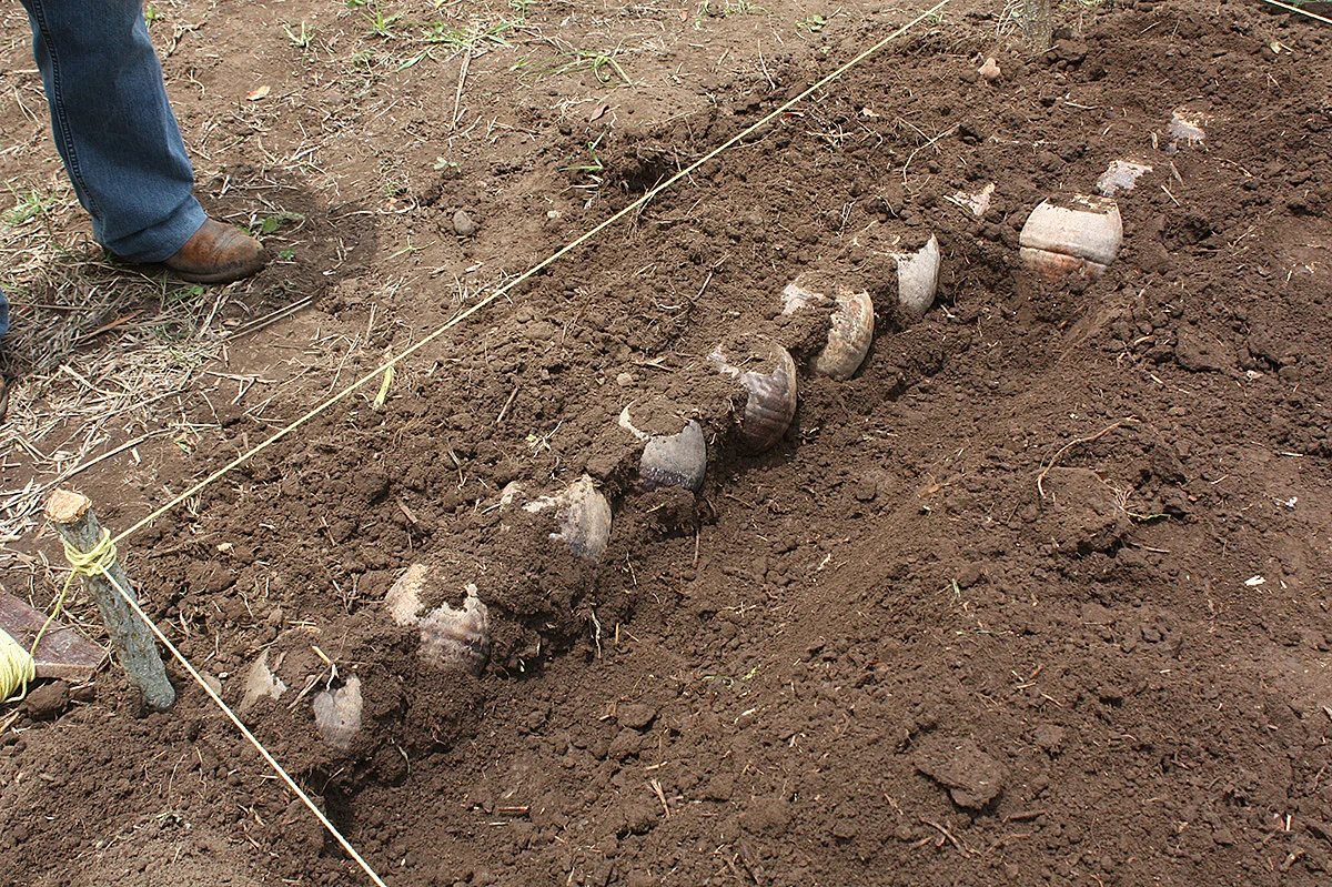 Cama de germinación.