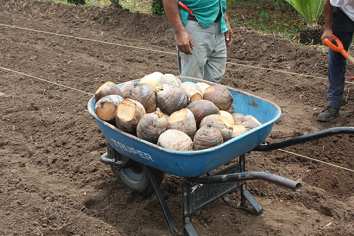 Cocos listos para sembrar.