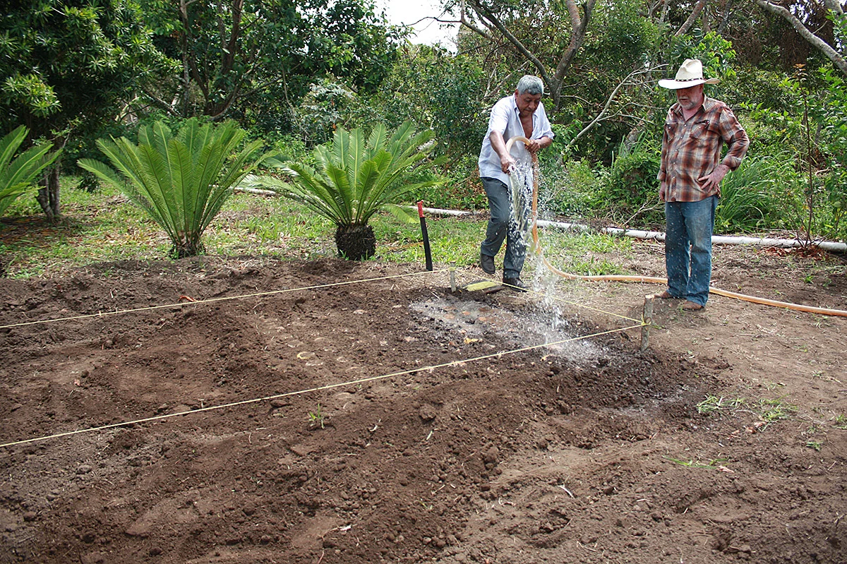 Riego de cama germinadora.