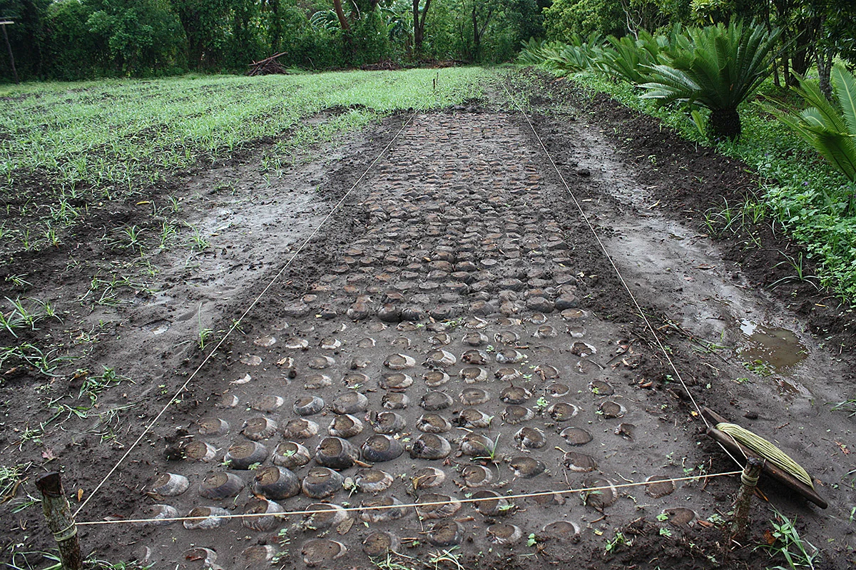 Riego de cama germinadora.