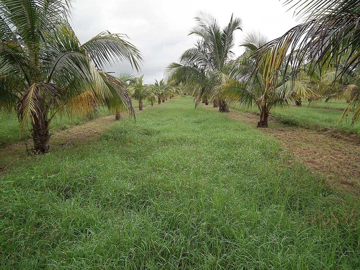 En nuestras calles producimos pacas de zacate Pangola.