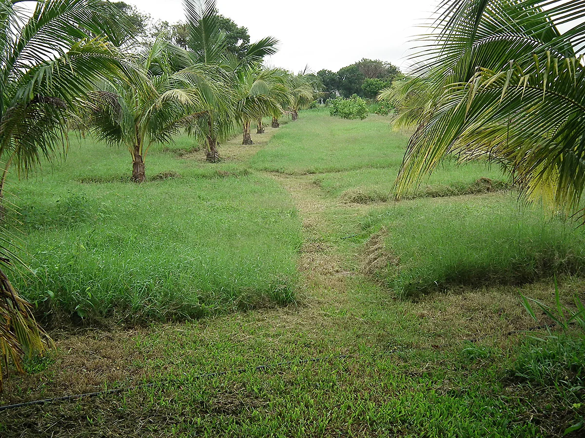 En nuestras calles producimos pacas de zacate Pangola.