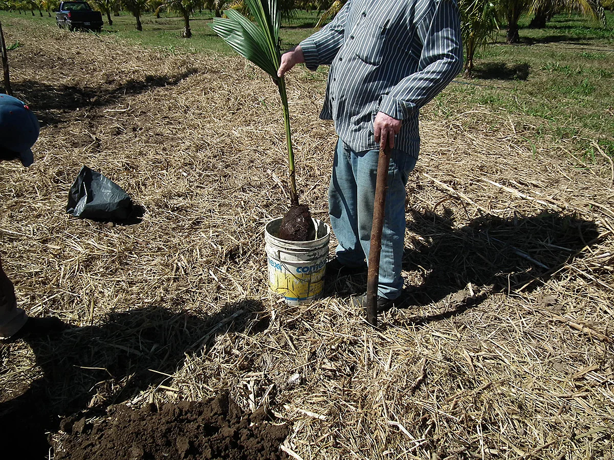Es conveniente la utilización de enraizador para la siembra de la palma.