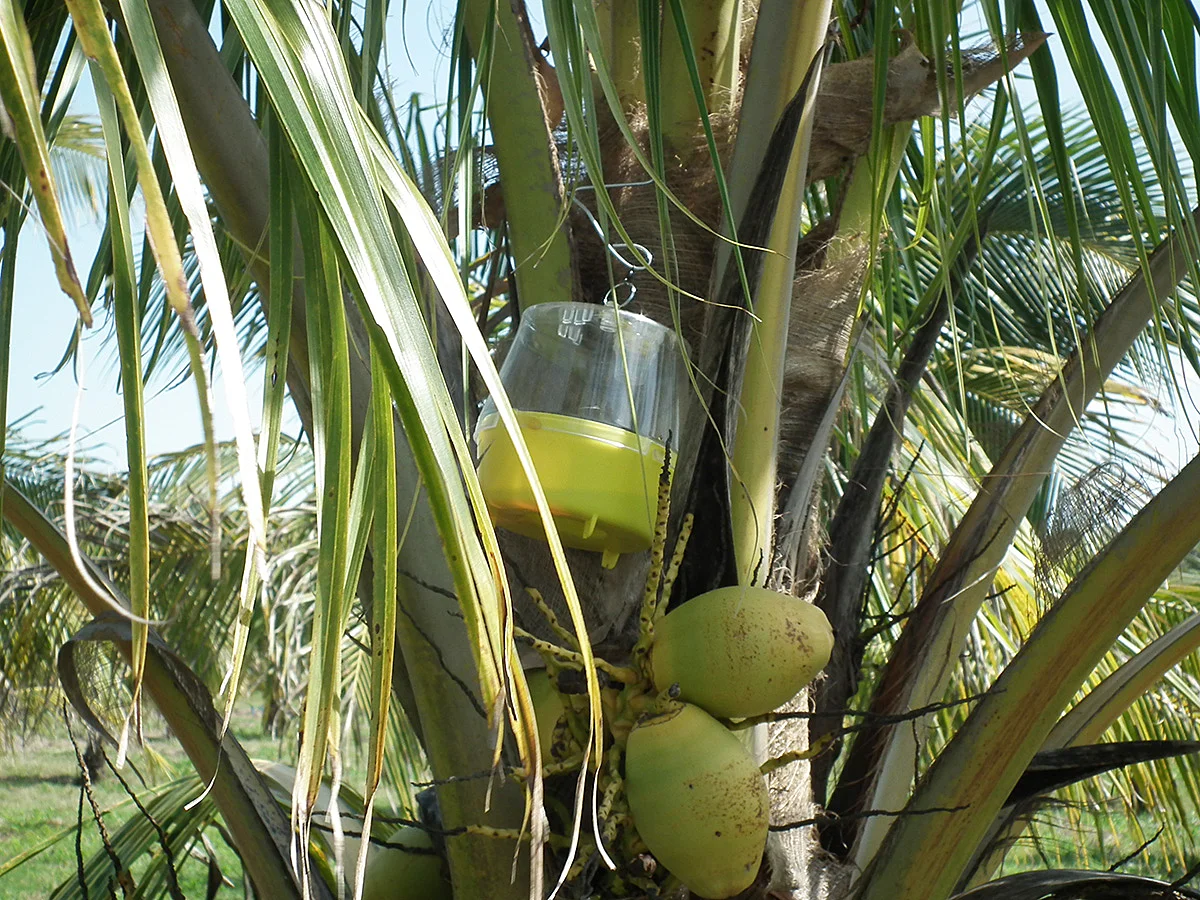 Trampeo en la palma para catalogar presencia de polinizadores.