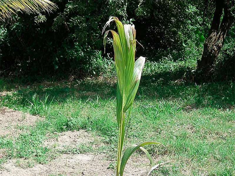 El riego debe abarcar toda la sombra de la palma.