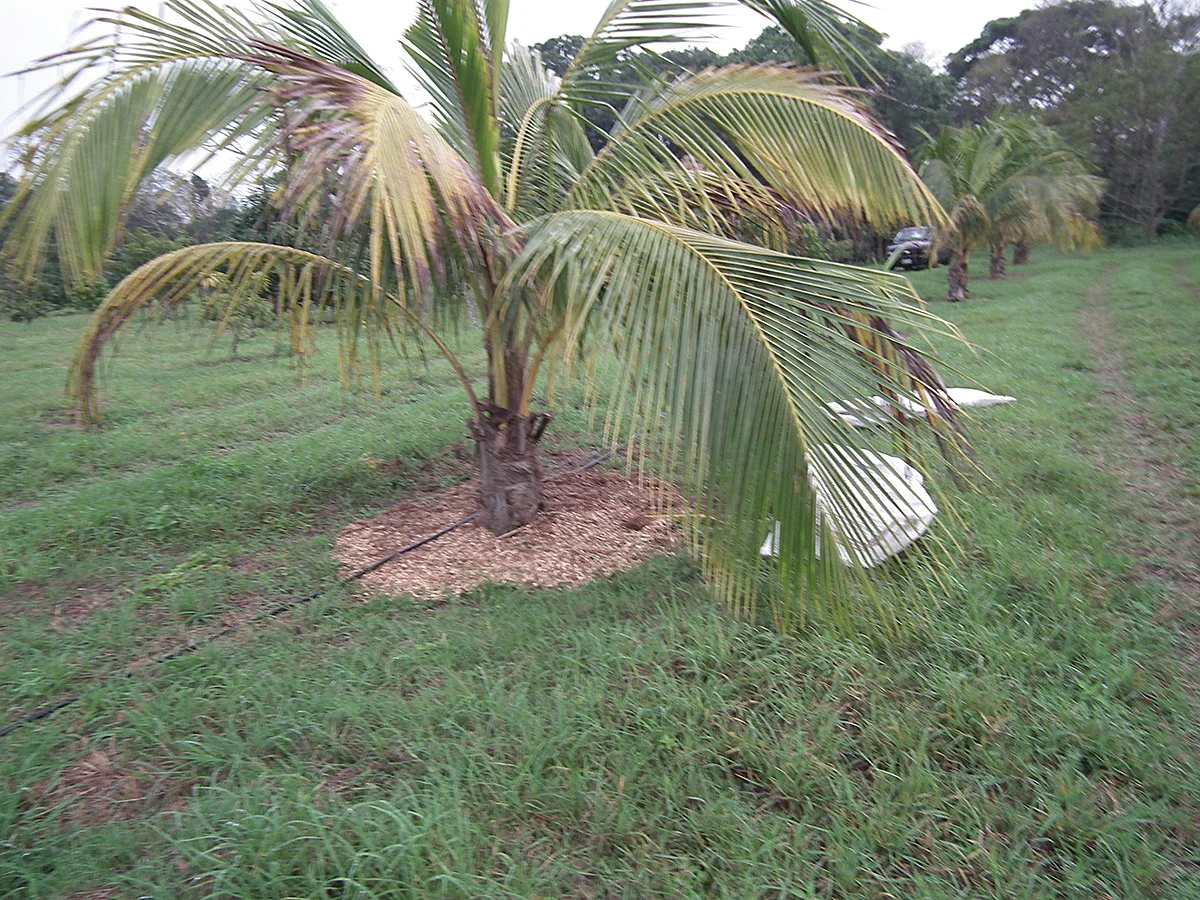 Se puede utilizar madera picada como cobertura.