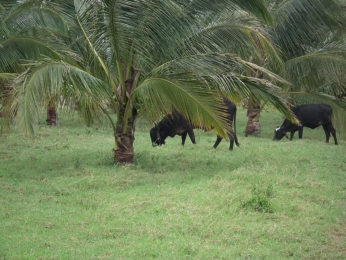Cocotero de palmas híbridas en potrero de zacate Estrella. Ejemplo de aprovechamiento del espacio, producción de coco y carne.