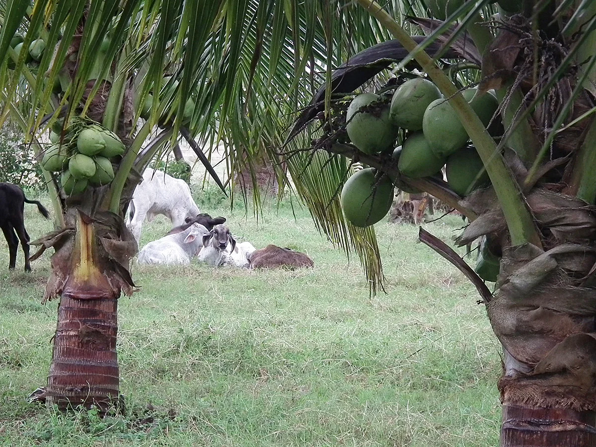 Cocotero de palmas híbridas en potrero de zacate Estrella. Ejemplo de aprovechamiento del espacio, producción de coco y carne.