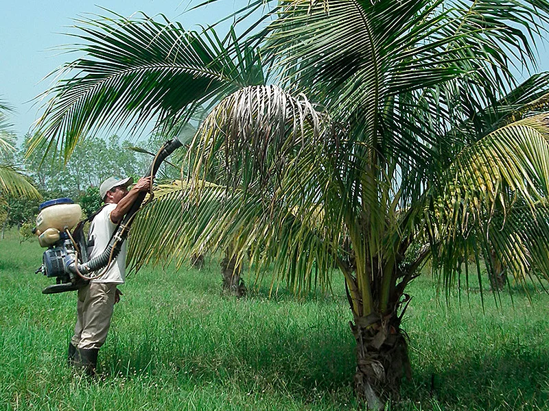 Fertilización foliar orgánica.