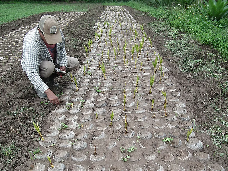 Nuestras camas germinadoras se deshierban a mano, no utilizamos ningún tipo de hervicida o plaguicida.