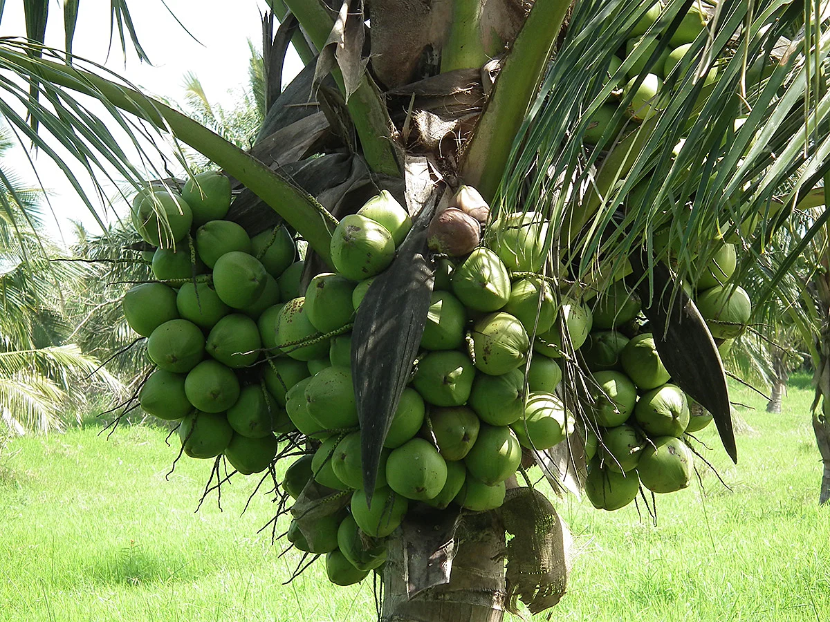 Palma híbrida en plena producción.