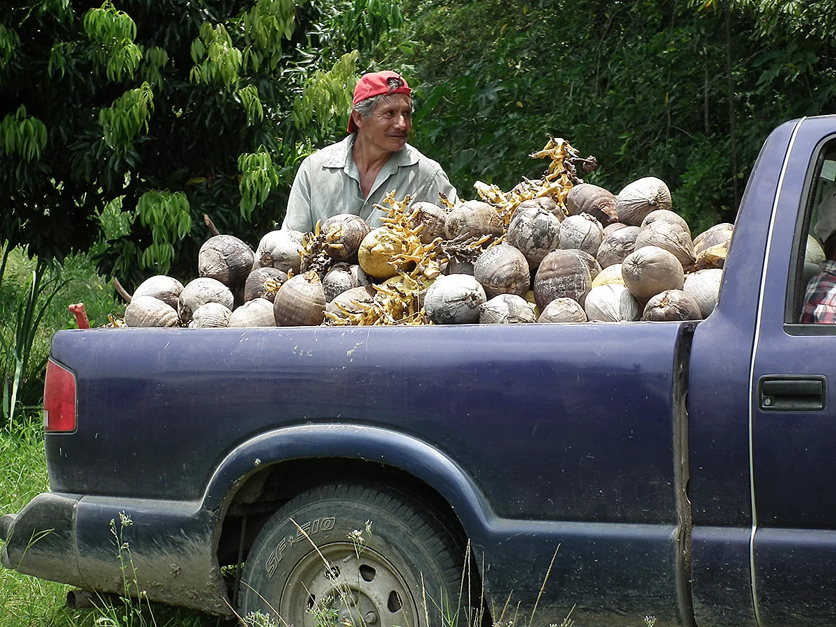 Cocos para siembra en camas germinadoras.