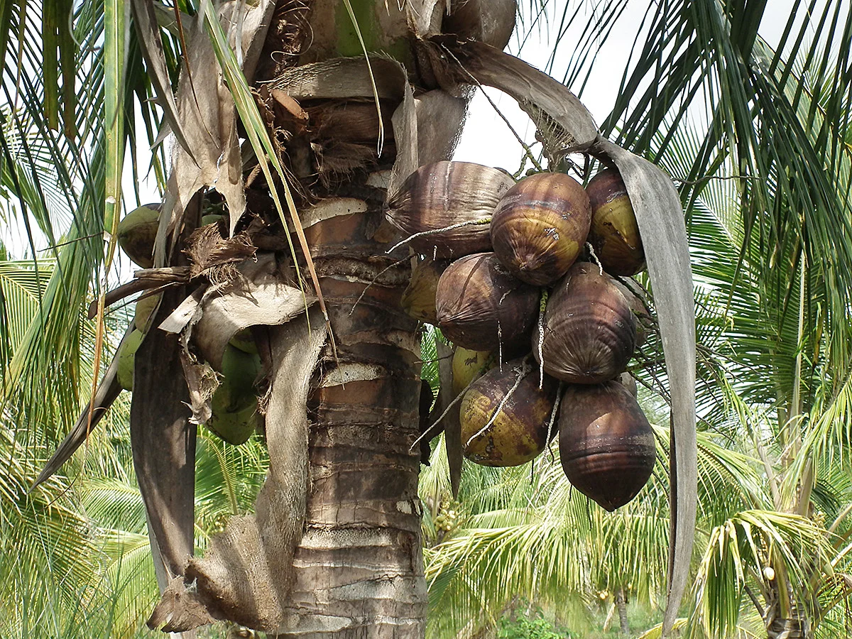 Casi listos para sembrar.